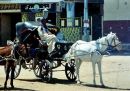 Horse & Carriage, Luxor